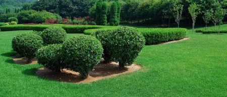 tree and shrub
