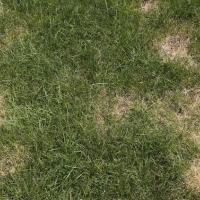 brown patch