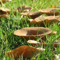 Fairy Rings