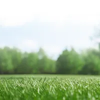 Grass