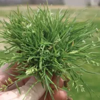 A hand holding up a clump of annual bluegrass pulled from a lawn.