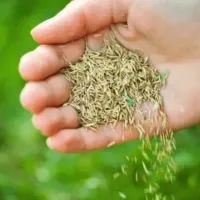 Seeding