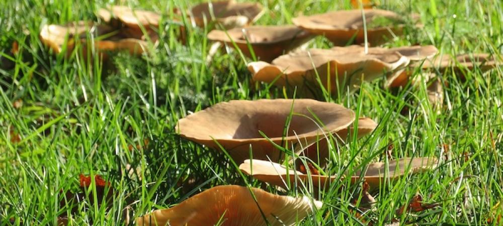 Fairy Rings