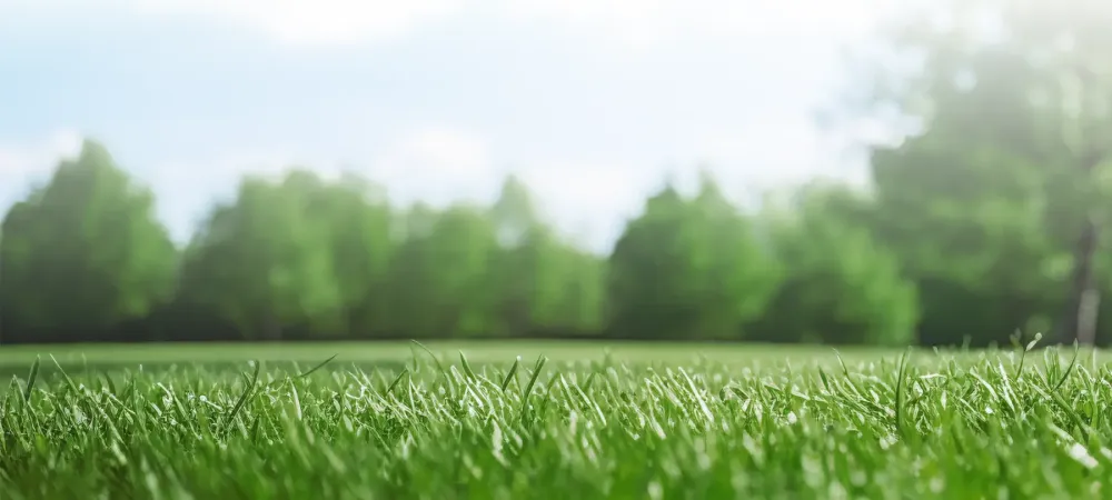 Grass