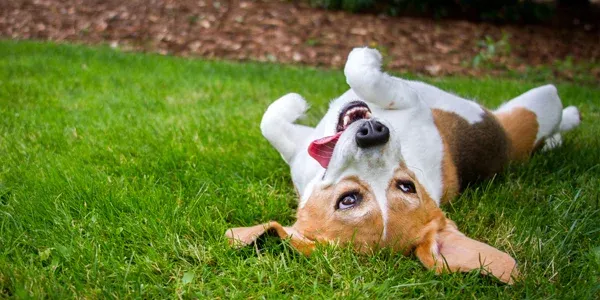 dog rolling around on grass