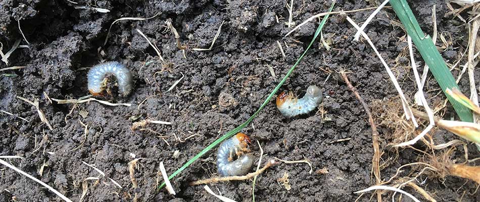 grubs in soil