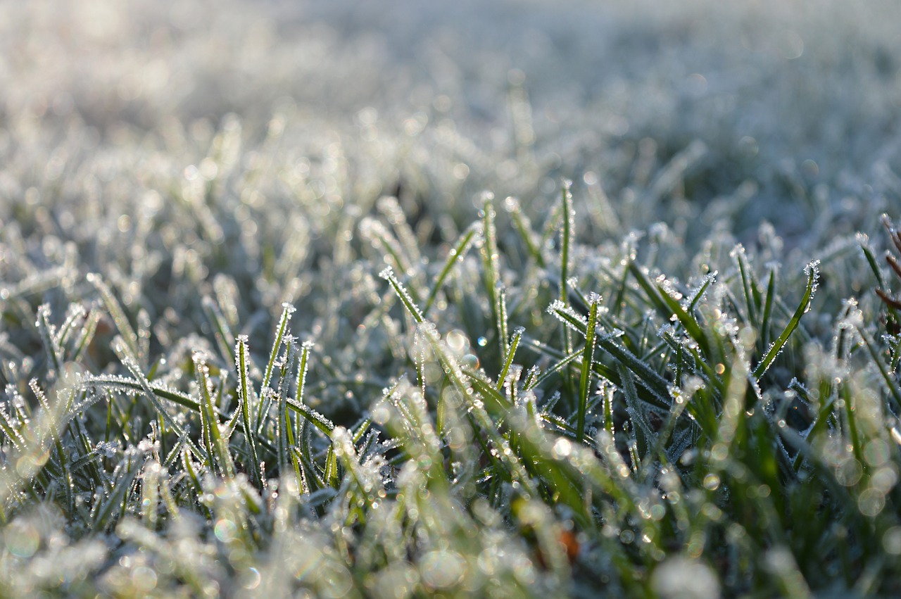 Grass covered in winter frost